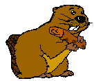 Gif animé castor